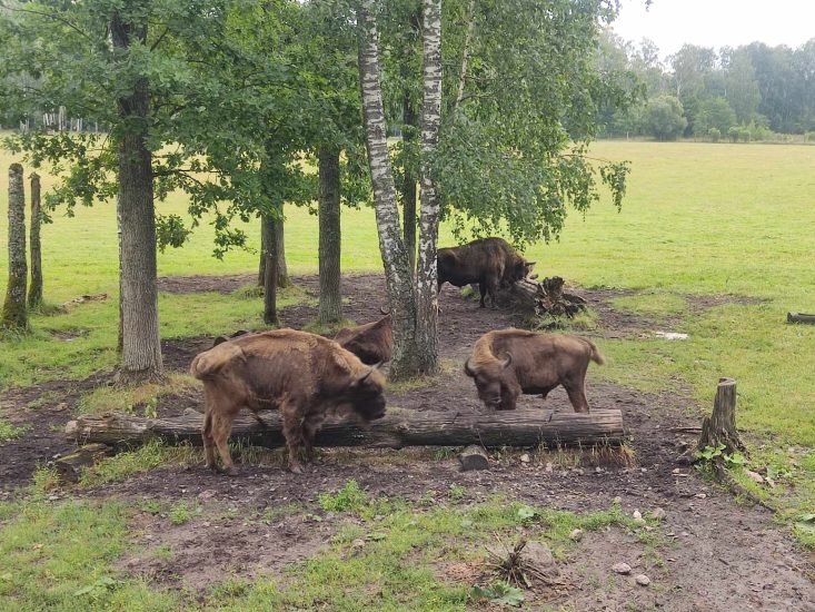 PAŠILIŲ STUMBRYNAS
