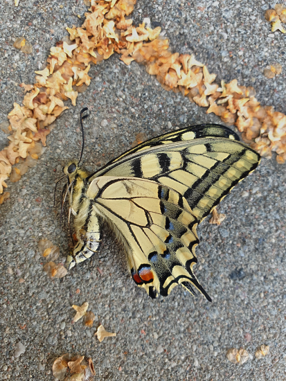 Susipažinkime – machaonas