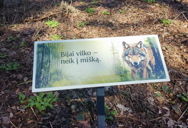 Į pušyną – ieškoti patarlių