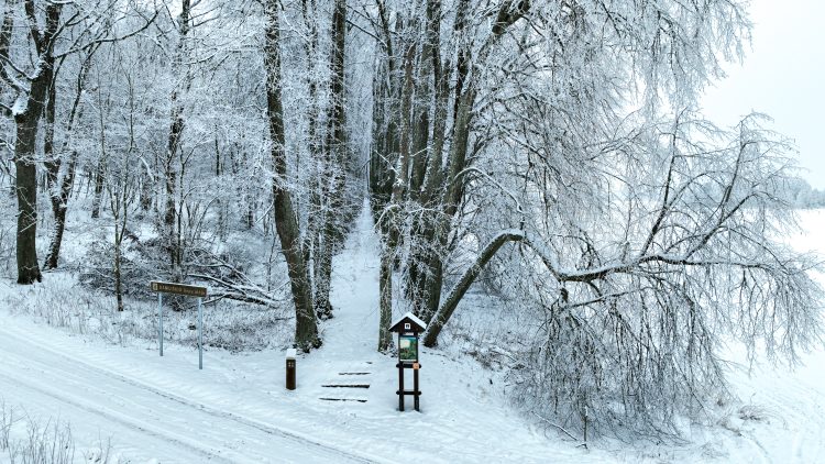 Tvarkoma Daniliškio liepų alėja