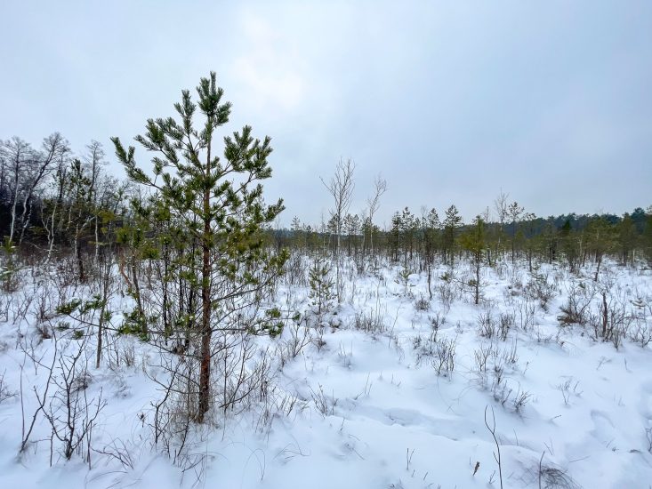 Pelkių diena