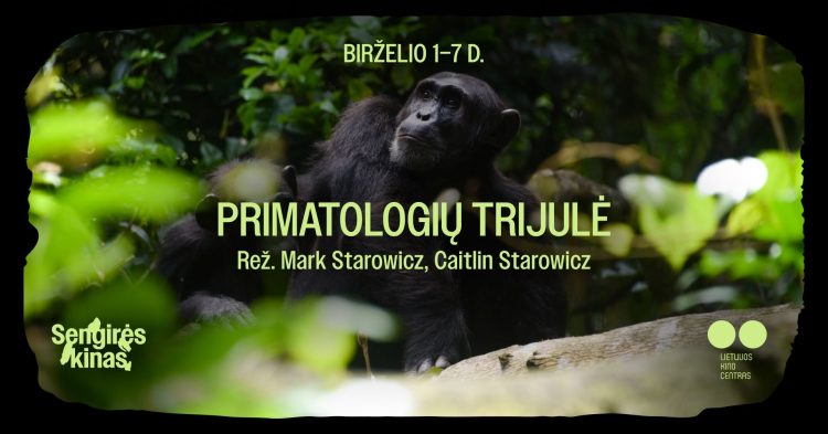2026-06-06 | „Sengirės kino“ seansas „Primatologių trijulė“